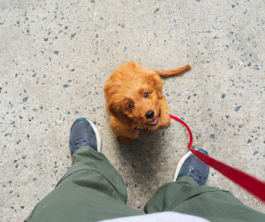 Éducateur canin en séance de dressage avec chiot pour renforcer l’obéissance et la socialisation